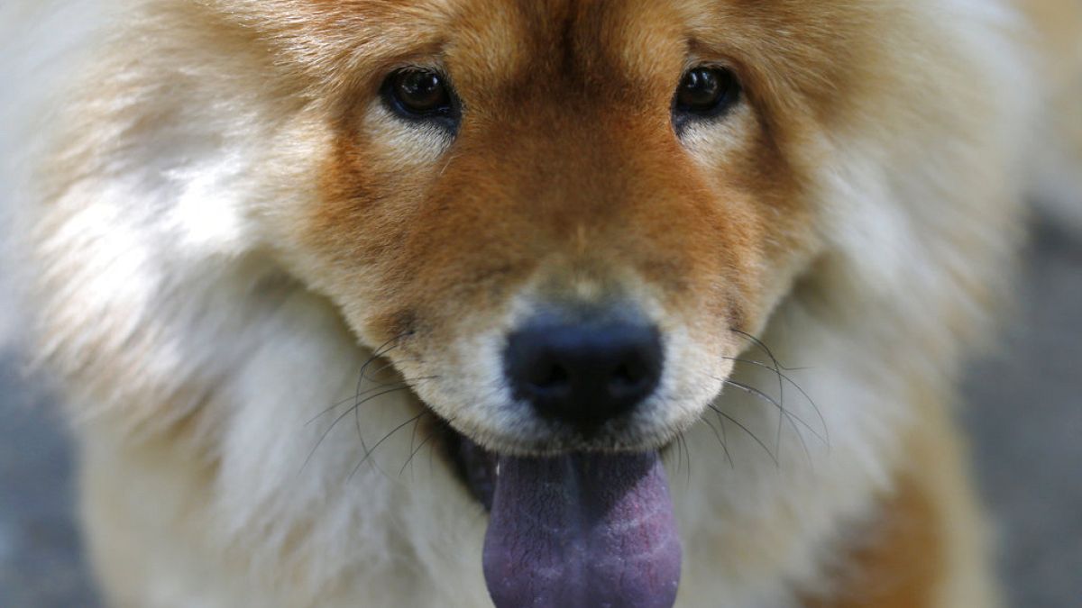 Race to rescue stray canines in Russia after new euthanasia legal guidelines