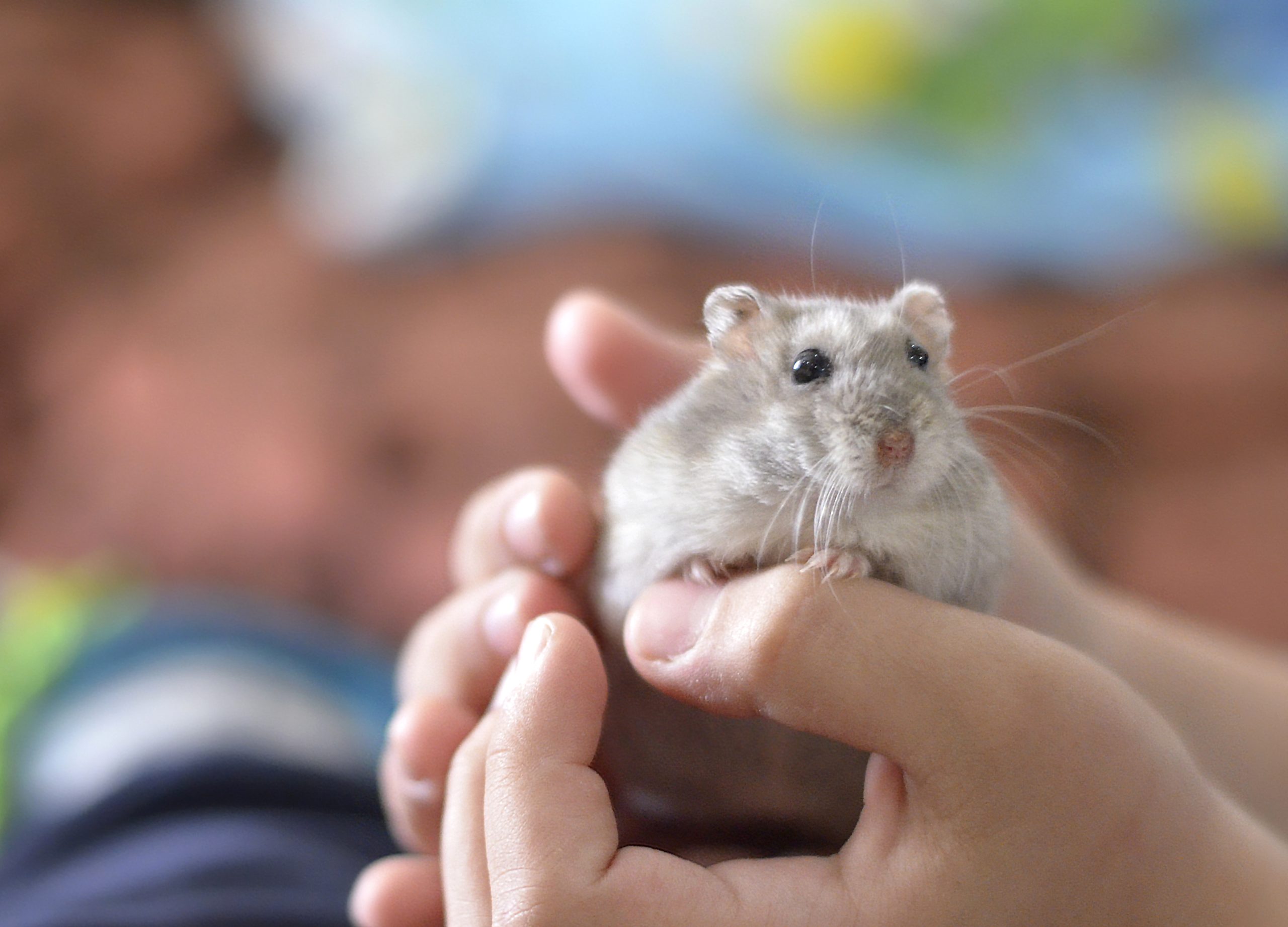 Hamster Snuggling With Napping Proprietor Melts Internet