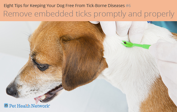 Removing a tick from a dog