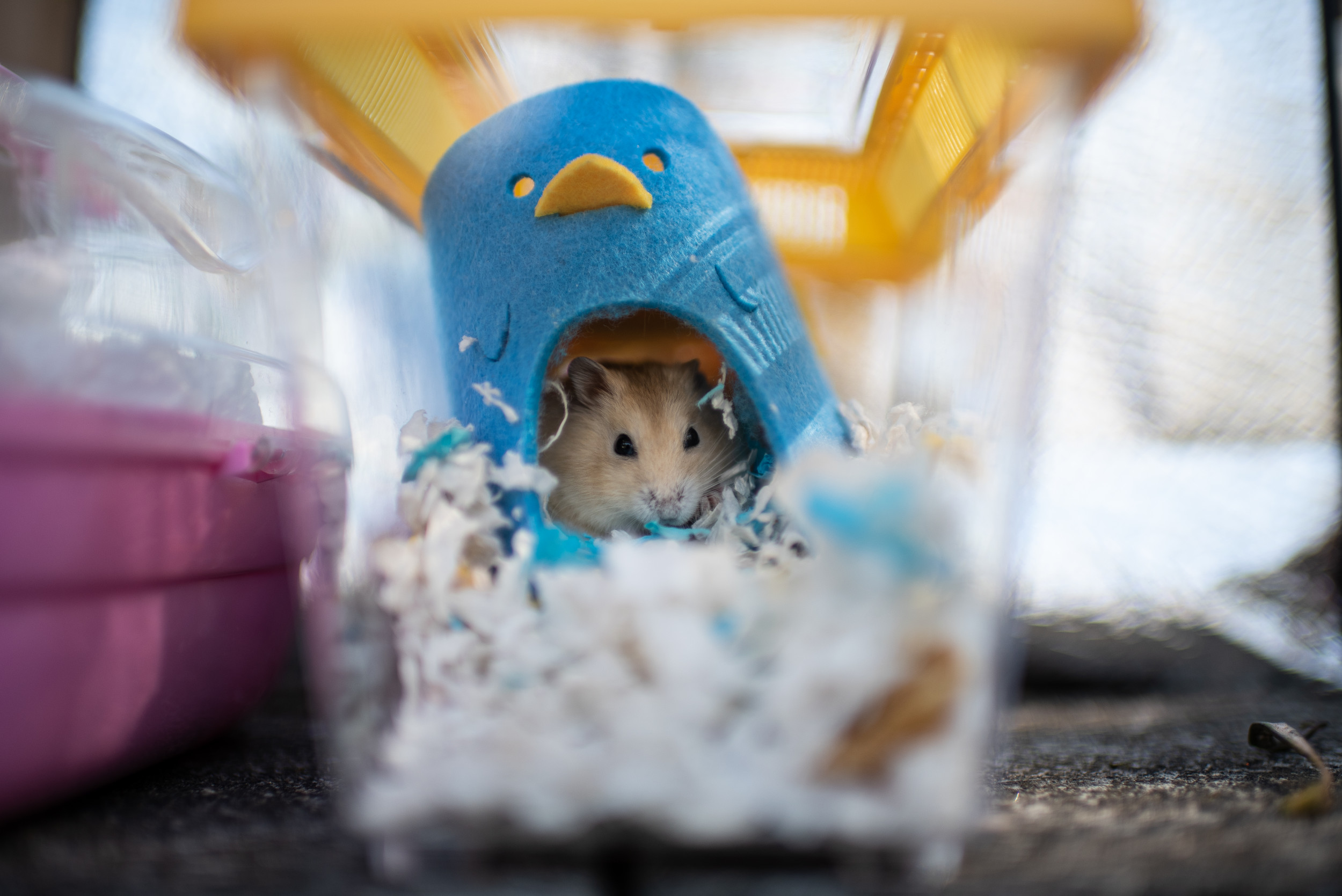 Pet Hamsters Are Being Set Free Forward of Large Cull to Cease COVID Unfold