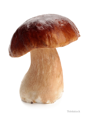 Mushroom