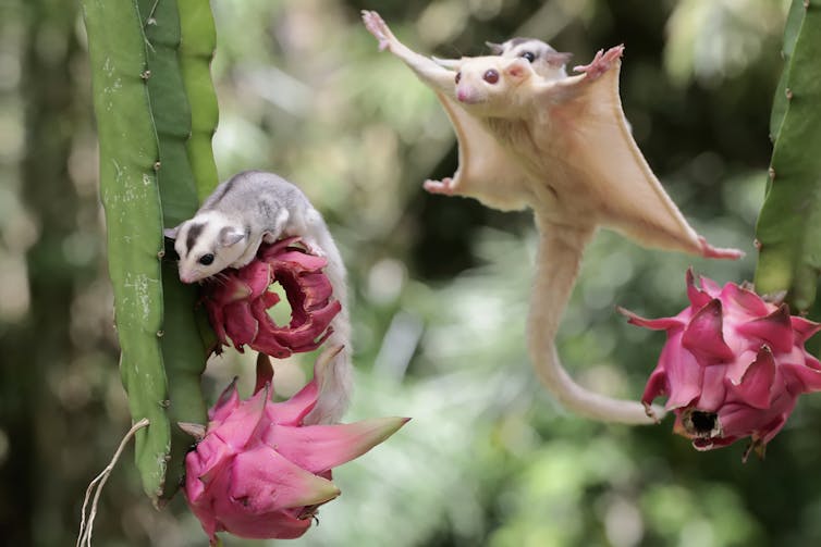 Sugar glider jumping towards dragon fruit