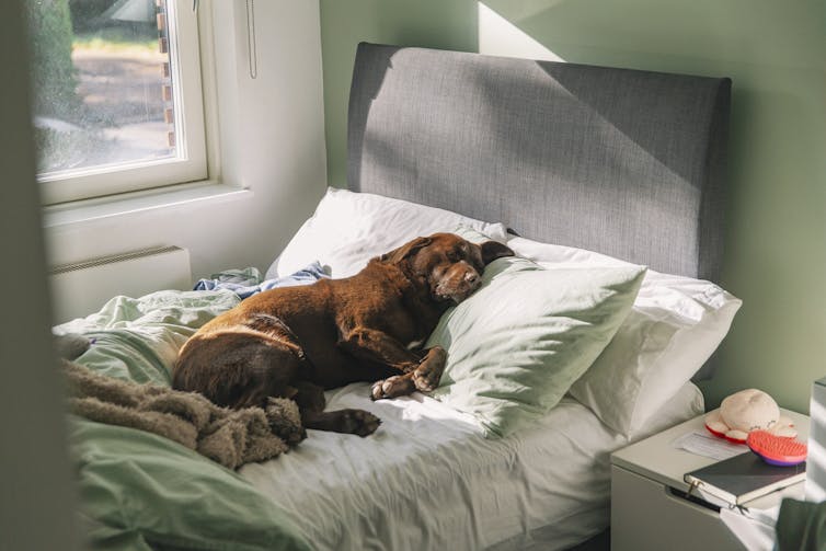 Chocolate Labrador dog sleeping on owner's bed, sunlight streaming in through window