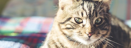 What Cat Homeowners Should Know