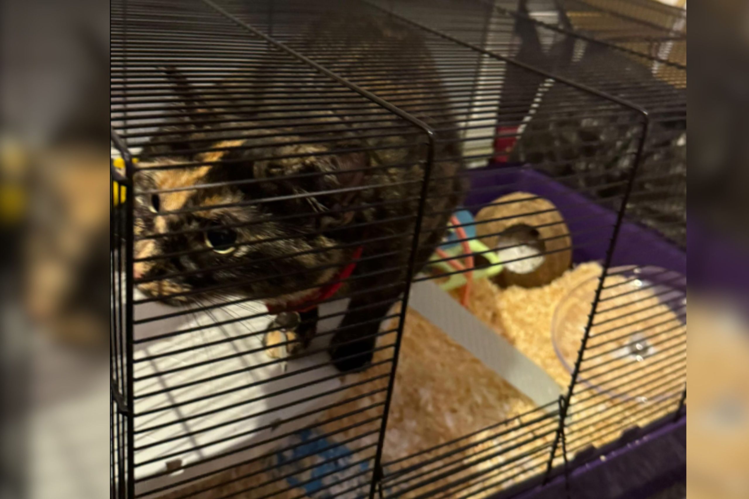 Proprietor Pulls Hamster Out to Clear Cage—Cat Quickly Claims New Territory