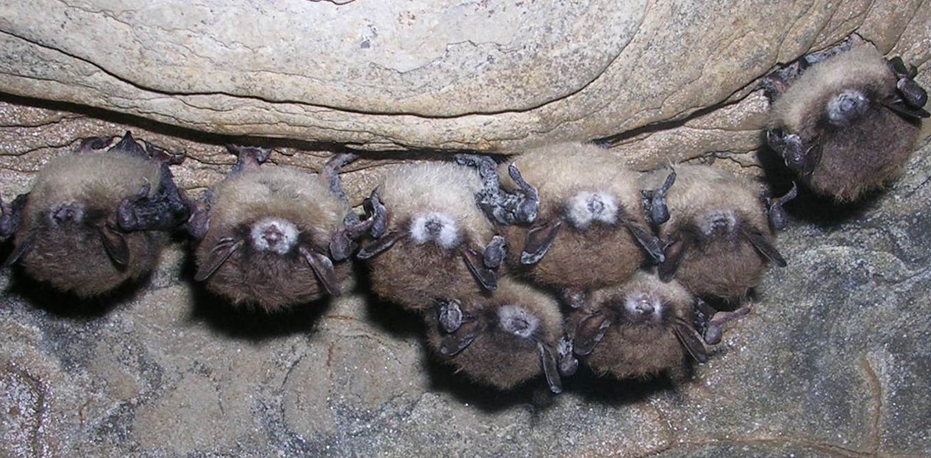 White nostril syndrome is killing a whole lot of 1000’s of bats by the use of a contagious fungus – proper right here’s the appropriate method to stop it