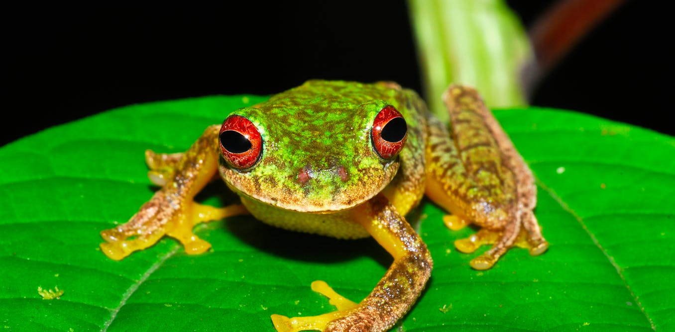 Lethal frog fungus has worn out 90 species and threatens an entire bunch additional