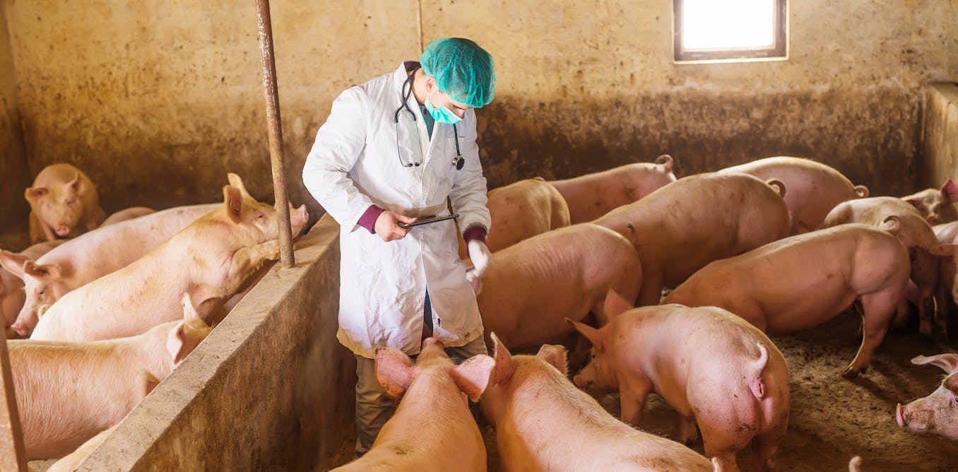 Vaccines using mRNA can protect livestock in direction of sicknesses typical ones couldn’t – and there are safeguards to verify they gained’t end up in your meals