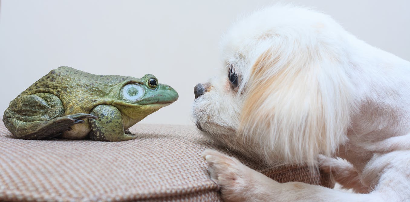 Teaching an animal? An ethicist explains how and why your canine − nonetheless not your frog − is perhaps punished