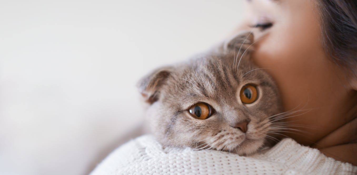 Why cats meow at people higher than one another