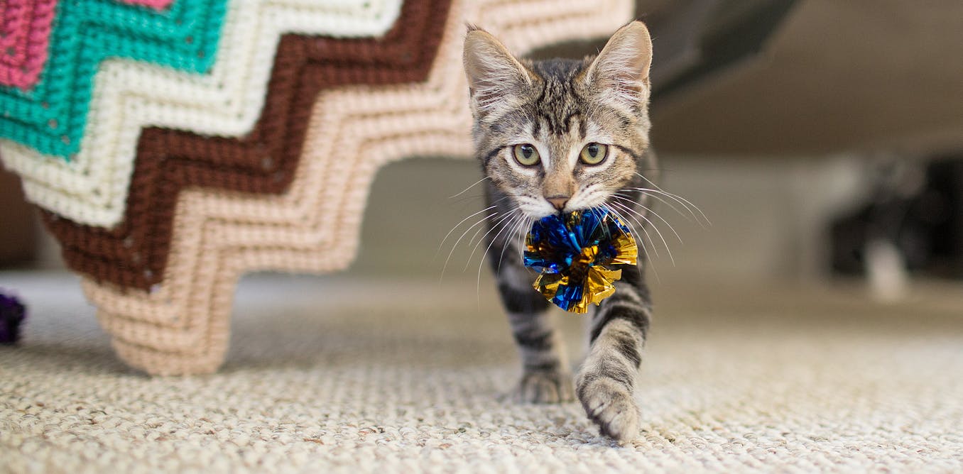 Cats and canine every choose to play fetch − it’s rooted of their looking instincts