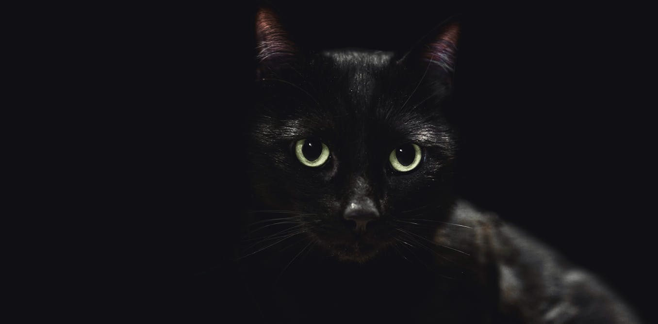 Animals which will be all black or all white have reputations based on superstition − biases which have precise outcomes