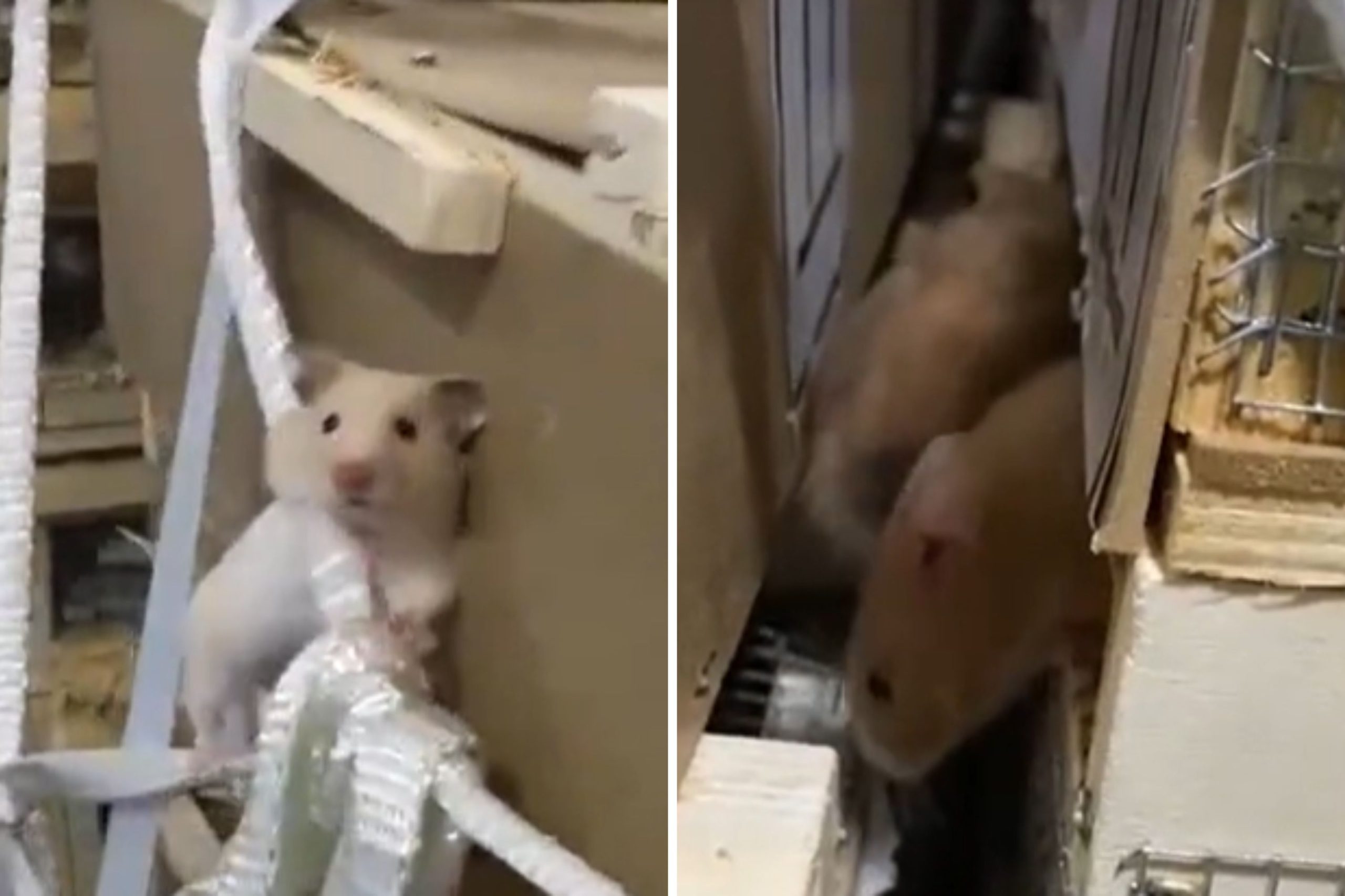 Flight Grounded As An entire bunch of Hamsters Escape in Cargo Protect ‘Jail Break’